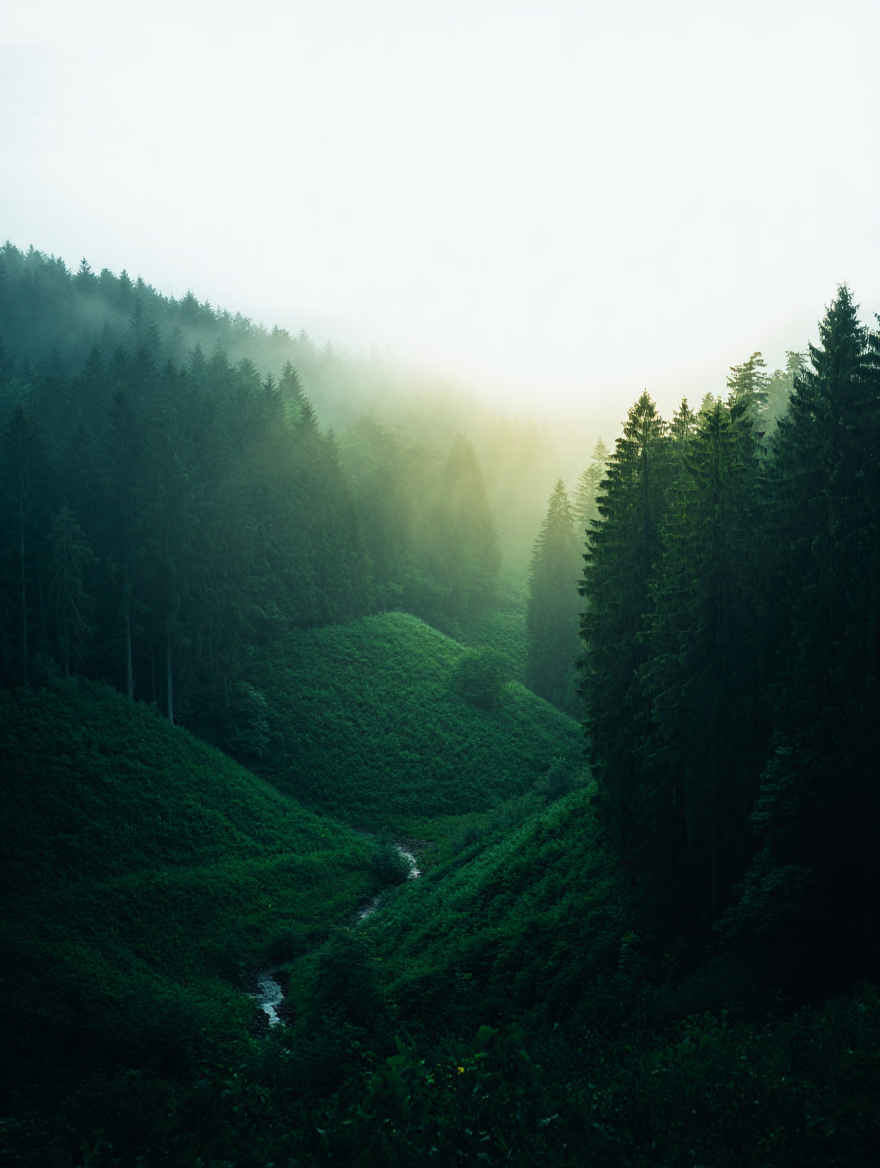 Dichter Schwarzwald mit Nebelstimmung und Tannen